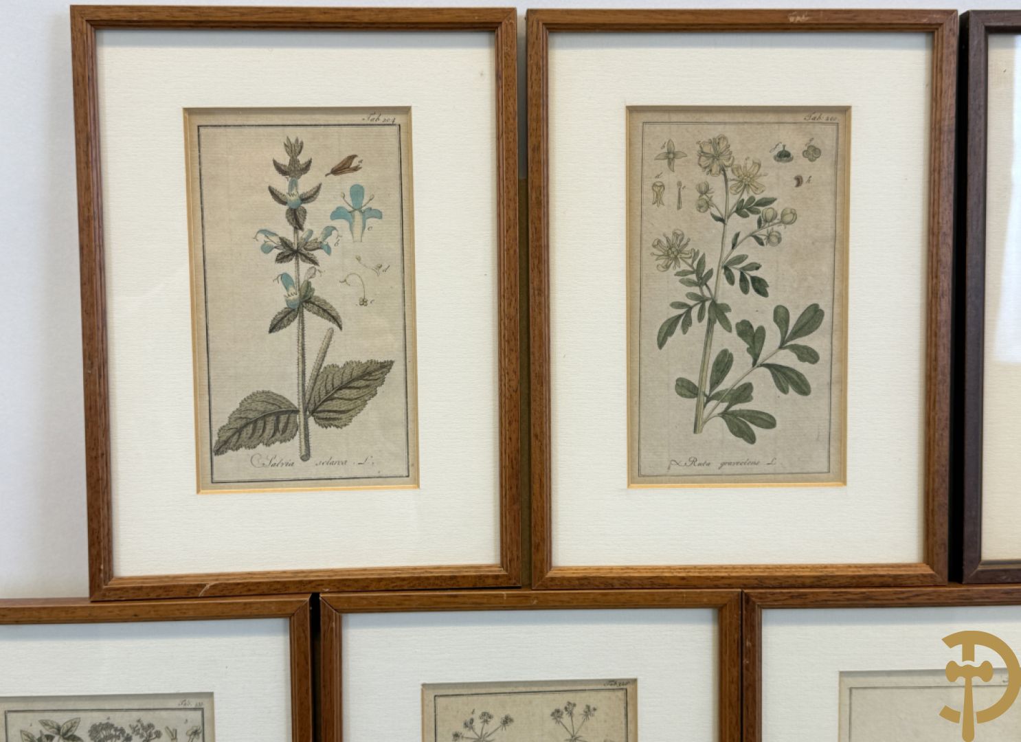 LEITNER J.S. fecit  - Set oude gravures met ingelijste medicinale planten