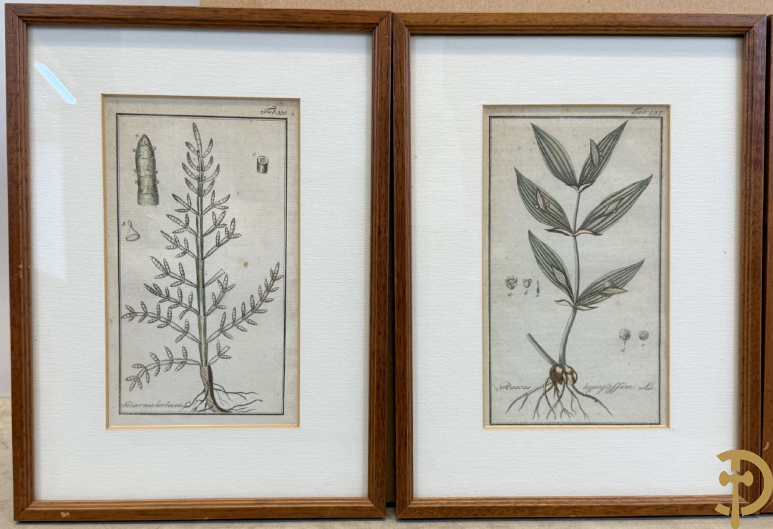 LEITNER J.S. fecit  - Set oude gravures met ingelijste medicinale planten