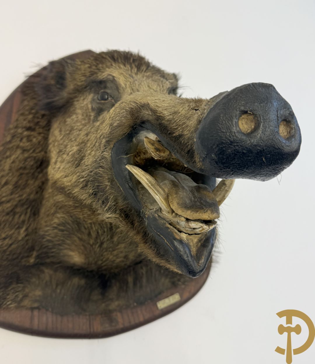 Opgezette everzwijnekop, gemerkt Van Tieghem