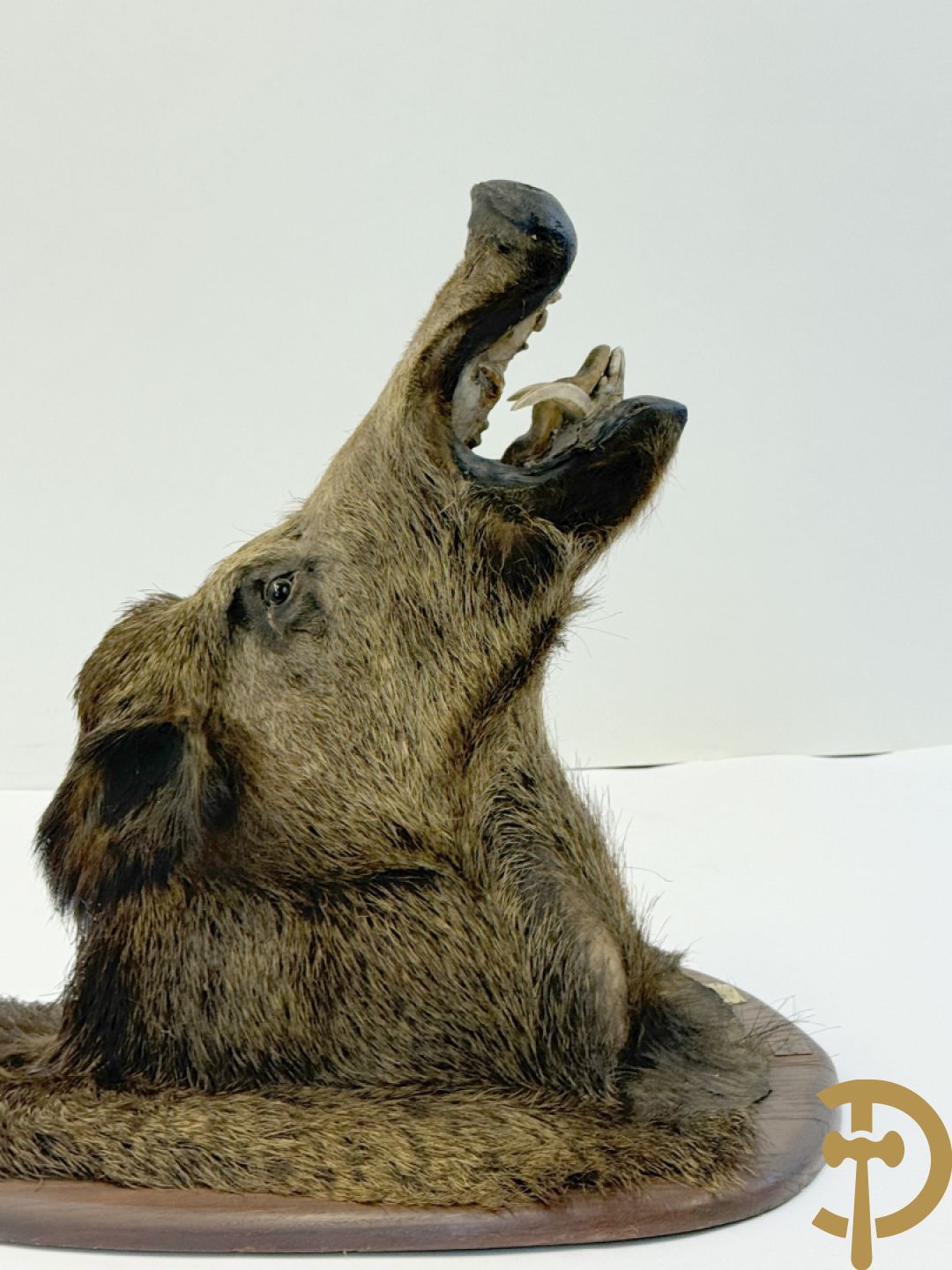 Opgezette everzwijnekop, gemerkt Van Tieghem