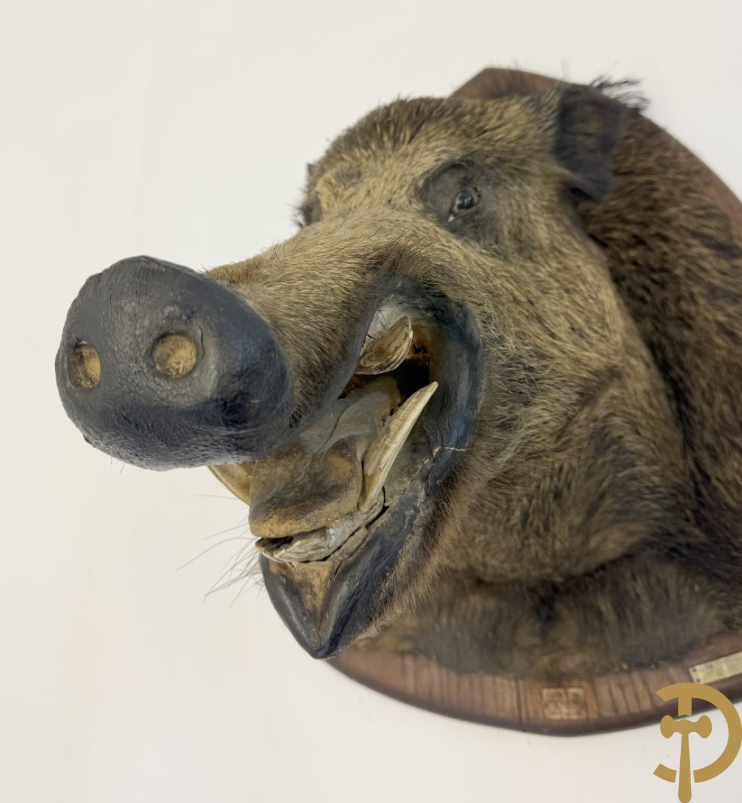 Opgezette everzwijnekop, gemerkt Van Tieghem