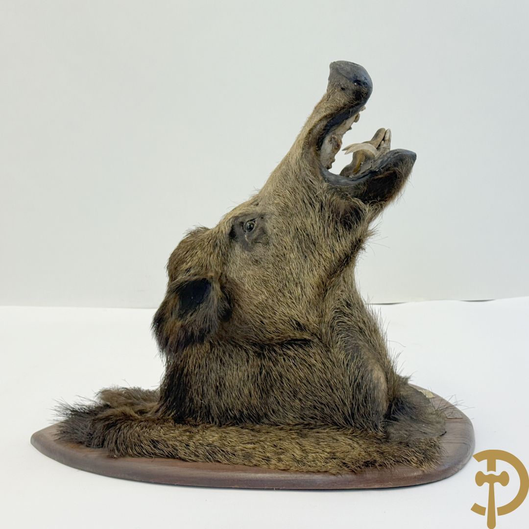 Opgezette everzwijnekop, gemerkt Van Tieghem