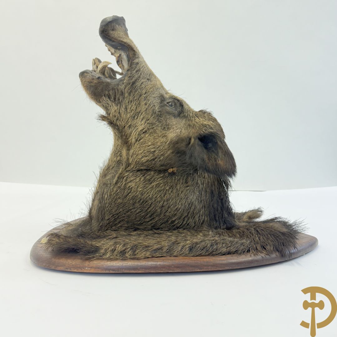 Opgezette everzwijnekop, gemerkt Van Tieghem