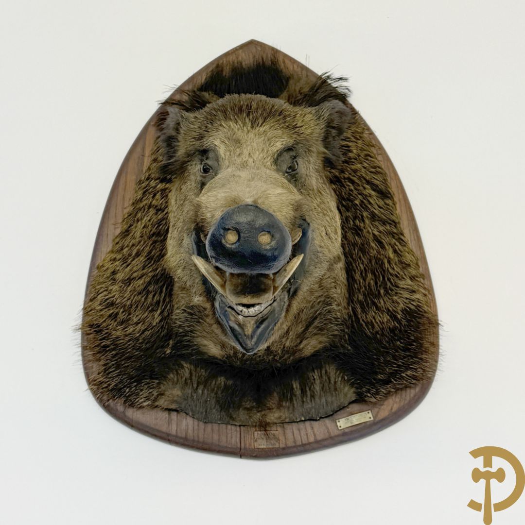 Opgezette everzwijnekop, gemerkt Van Tieghem