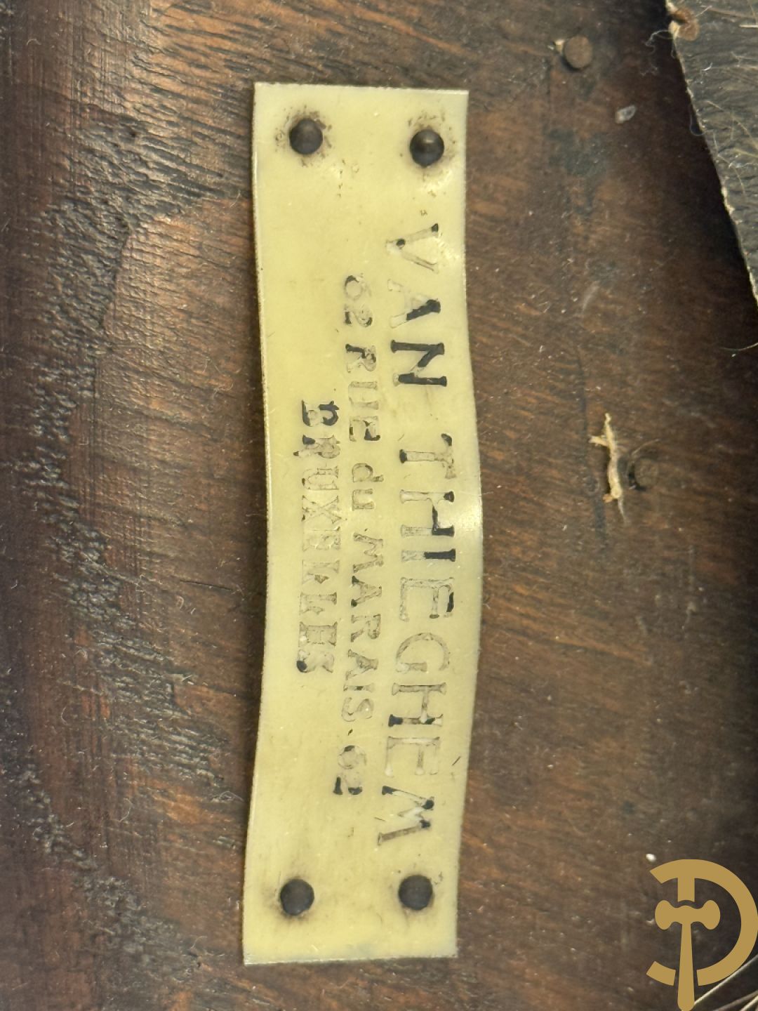 Opgezette everzwijnekop, gemerkt Van Tieghem