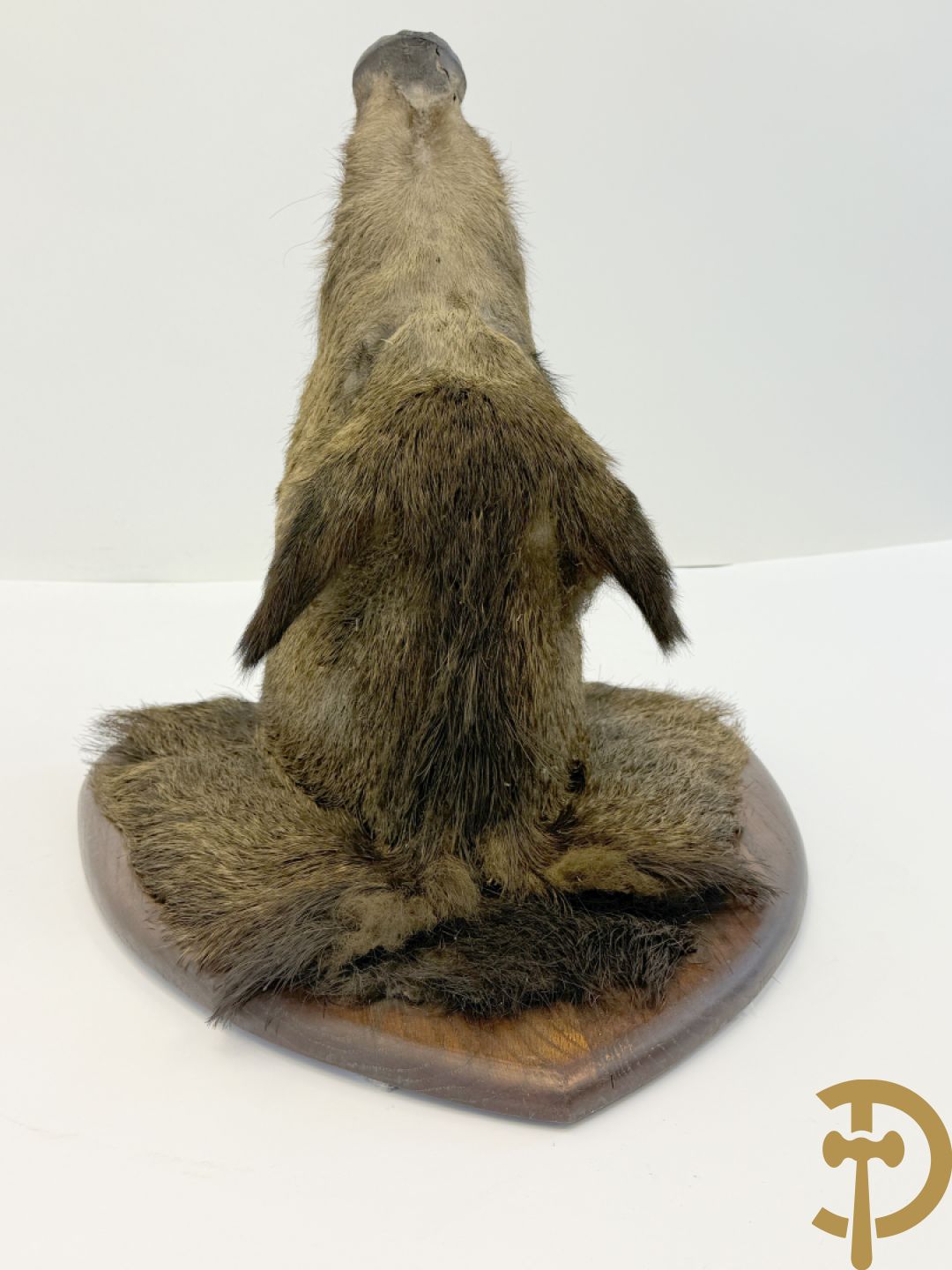 Opgezette everzwijnekop, gemerkt Van Tieghem