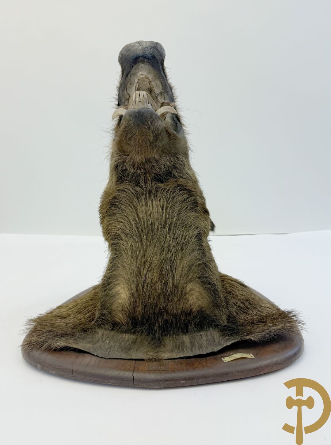 Opgezette everzwijnekop, gemerkt Van Tieghem