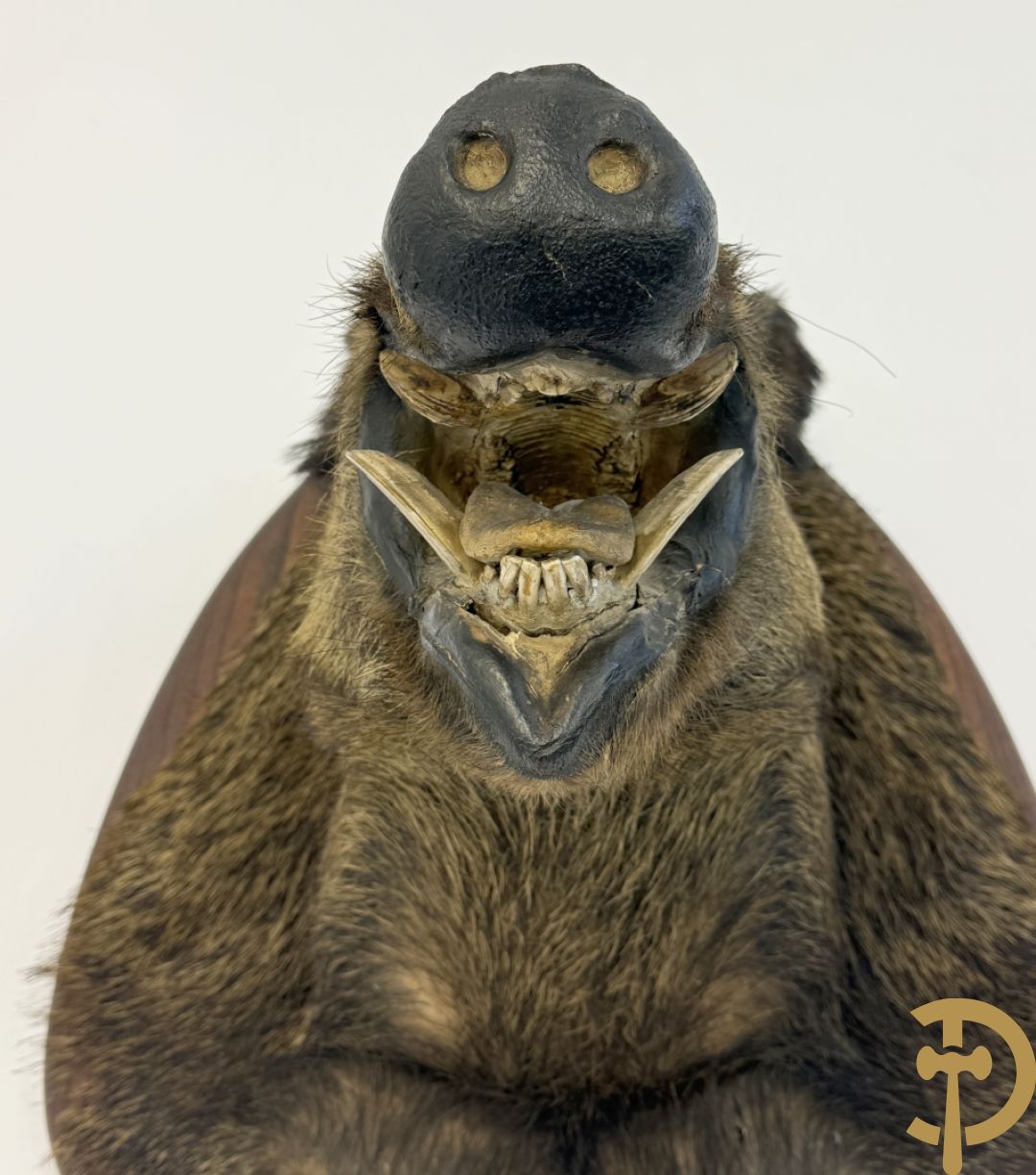 Opgezette everzwijnekop, gemerkt Van Tieghem