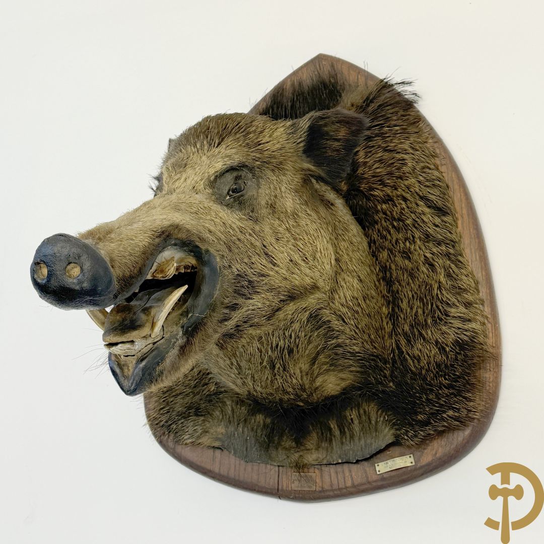 Opgezette everzwijnekop, gemerkt Van Tieghem