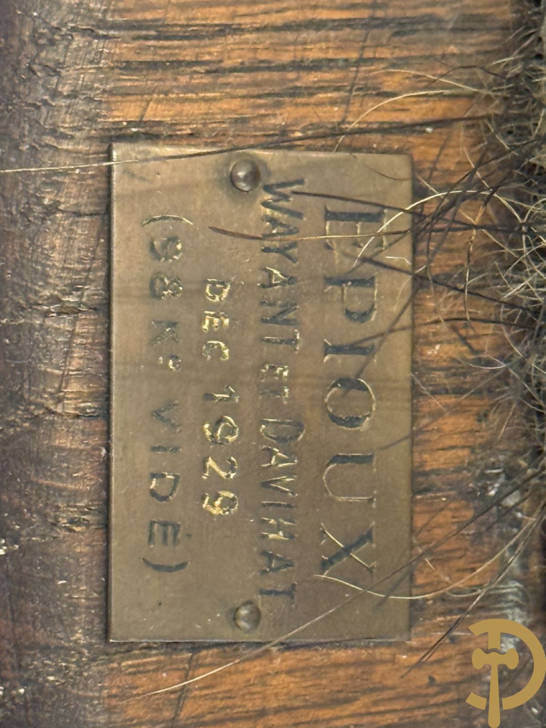 Opgezette everzwijnekop, gemerkt Van Tieghem