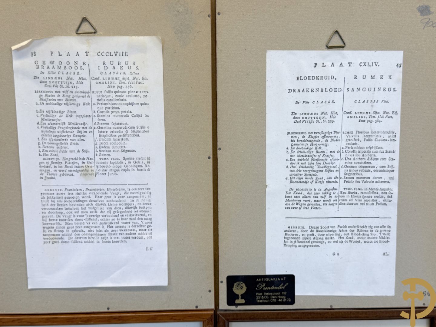 LEITNER J.S. fecit  - Set oude gravures met ingelijste medicinale planten