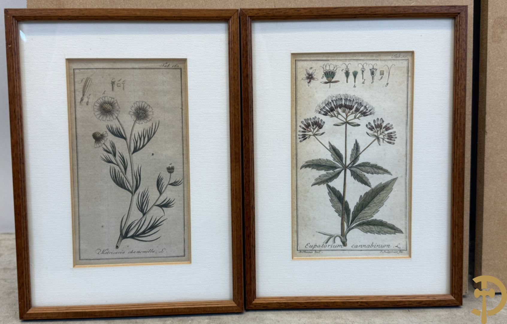 LEITNER J.S. fecit  - Set oude gravures met ingelijste medicinale planten