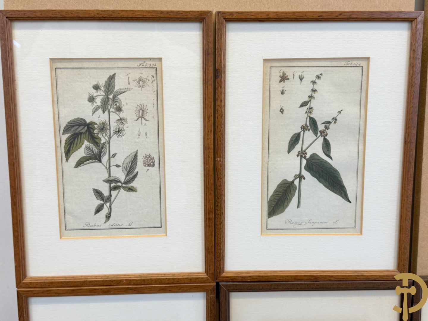 LEITNER J.S. fecit  - Set oude gravures met ingelijste medicinale planten