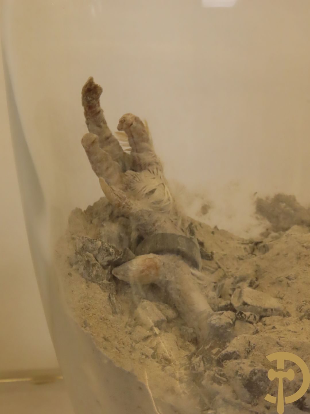 VANMECHELEN Koen 2008 