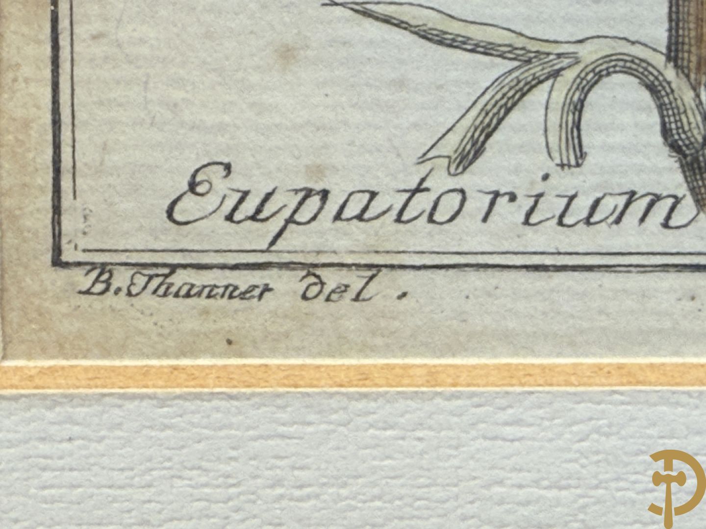 LEITNER J.S. fecit  - Set oude gravures met ingelijste medicinale planten