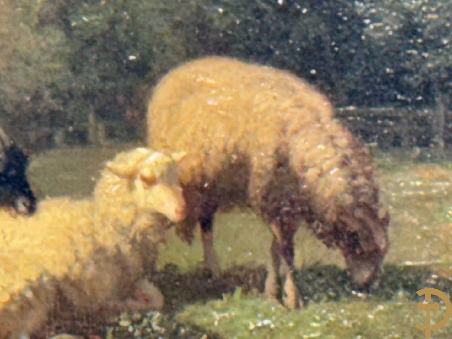 ROBBE getekend links 