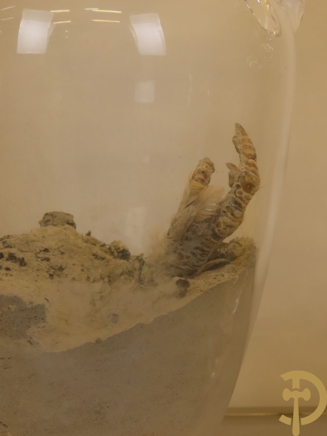 VANMECHELEN Koen 2008 