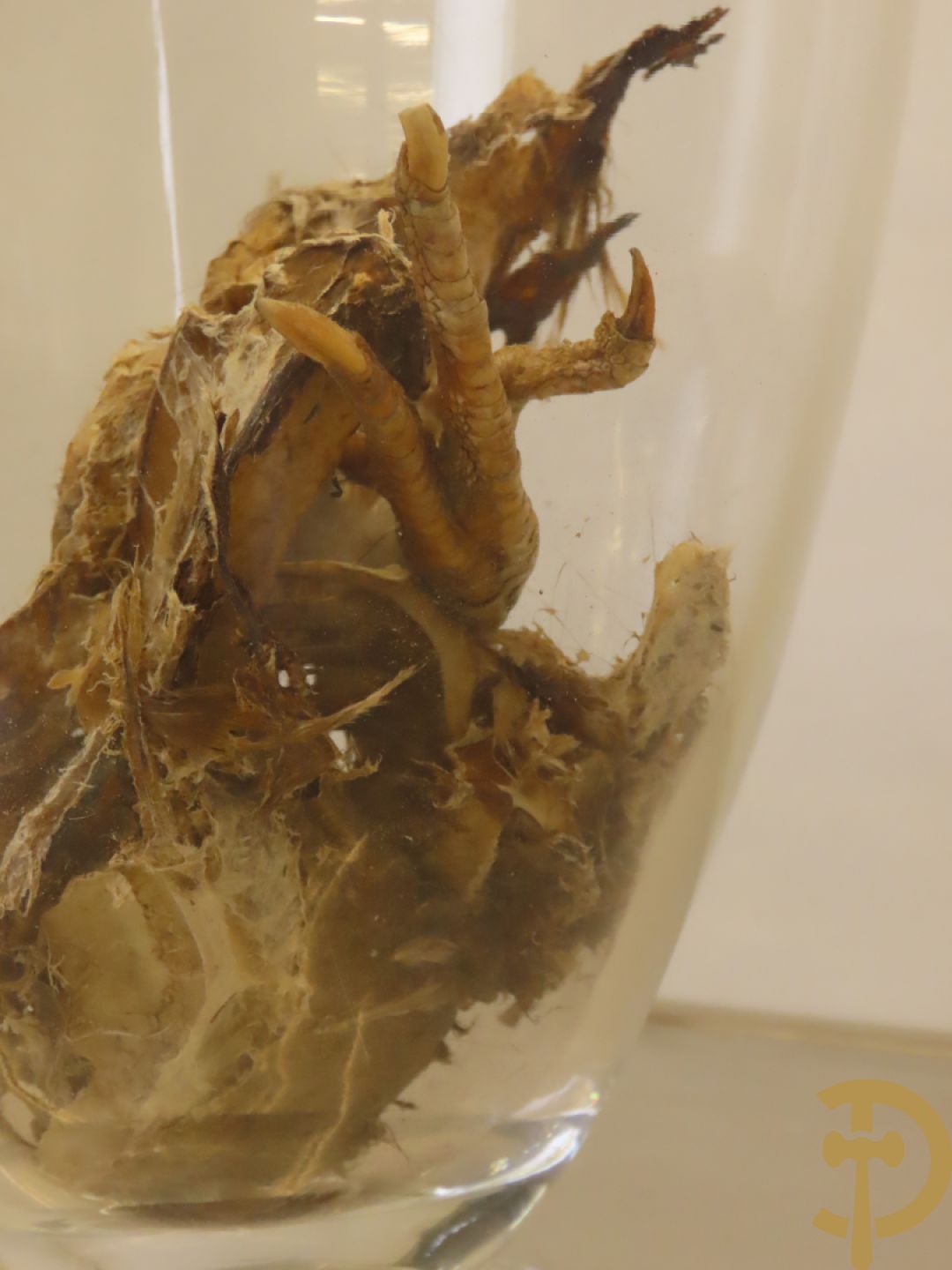 VANMECHELEN Koen 2008 