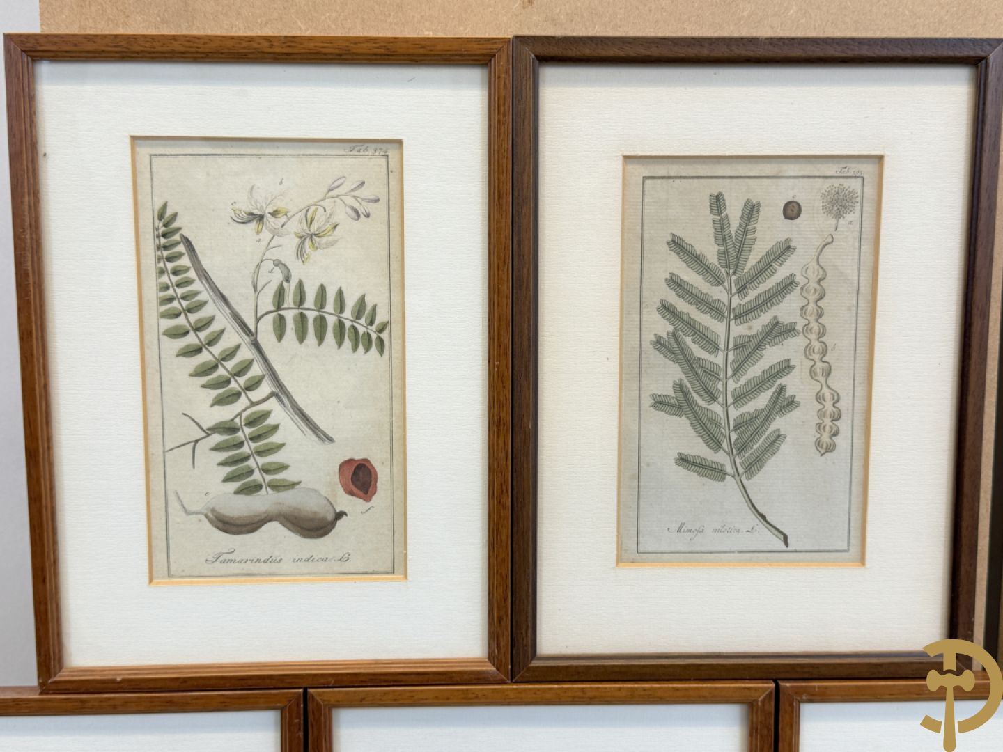 LEITNER J.S. fecit  - Set oude gravures met ingelijste medicinale planten