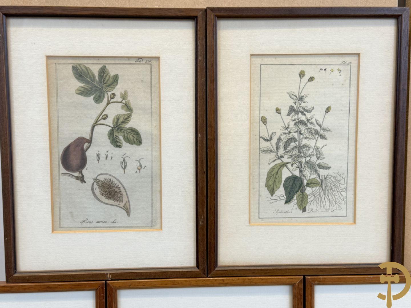 LEITNER J.S. fecit  - Set oude gravures met ingelijste medicinale planten