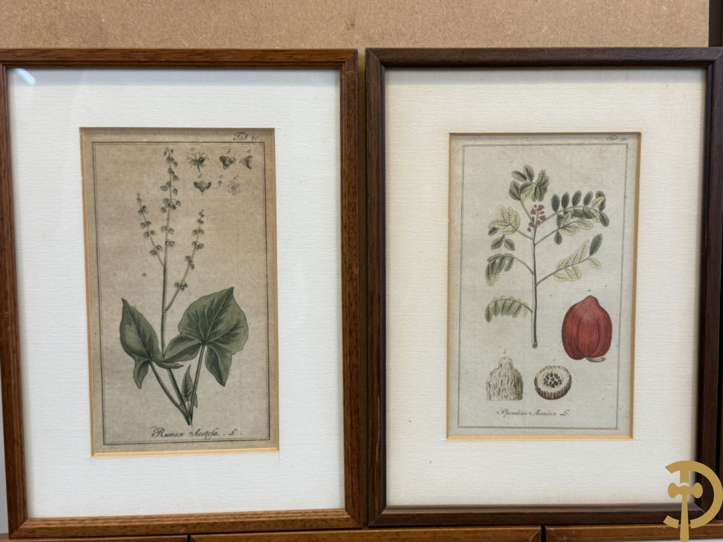 LEITNER J.S. fecit  - Set oude gravures met ingelijste medicinale planten