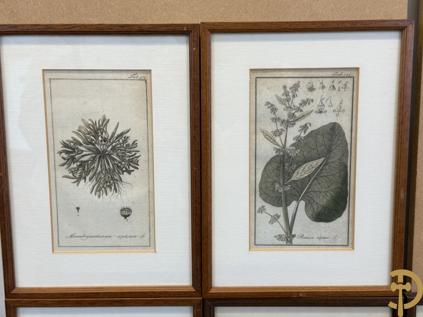 LEITNER J.S. fecit  - Set oude gravures met ingelijste medicinale planten